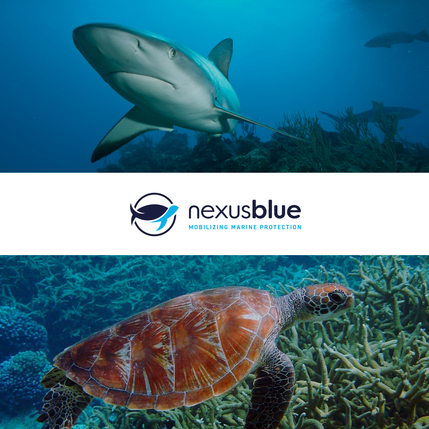 case-study_square-large_nexus-blue.png