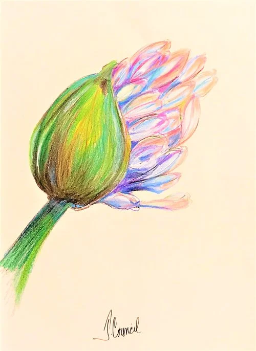 AGAPANTHUS+BLOOM+(2) (1).jpg