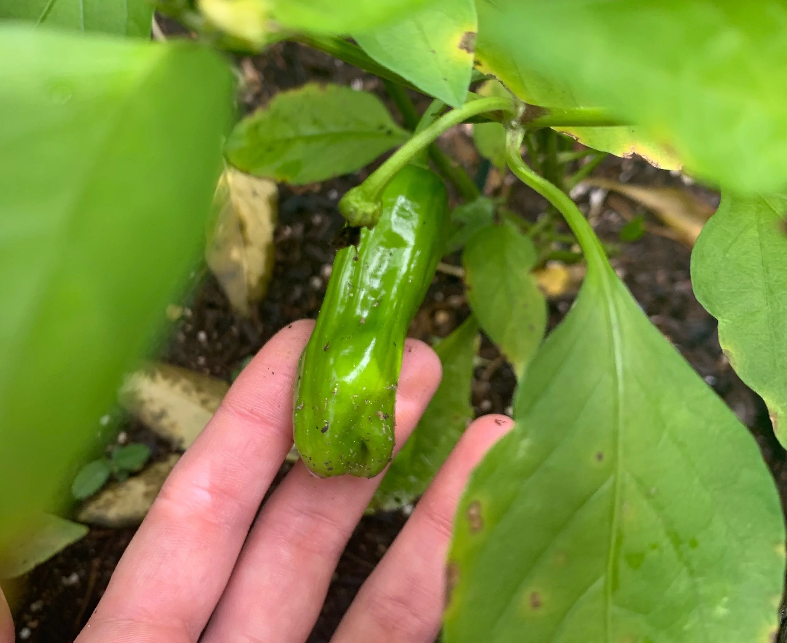 Re-cultivating Our Mutual Selves