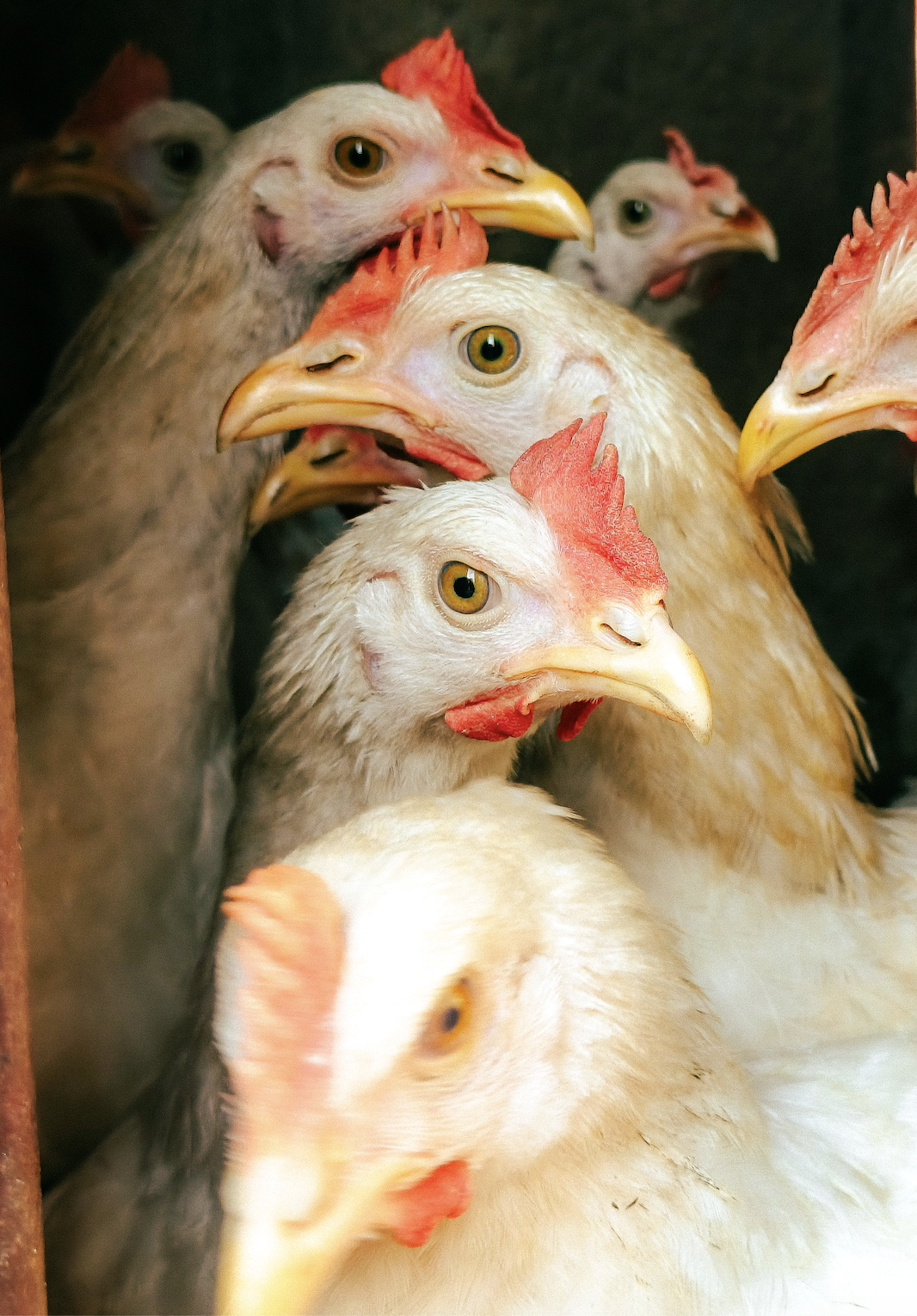The Chickens Are Incensed