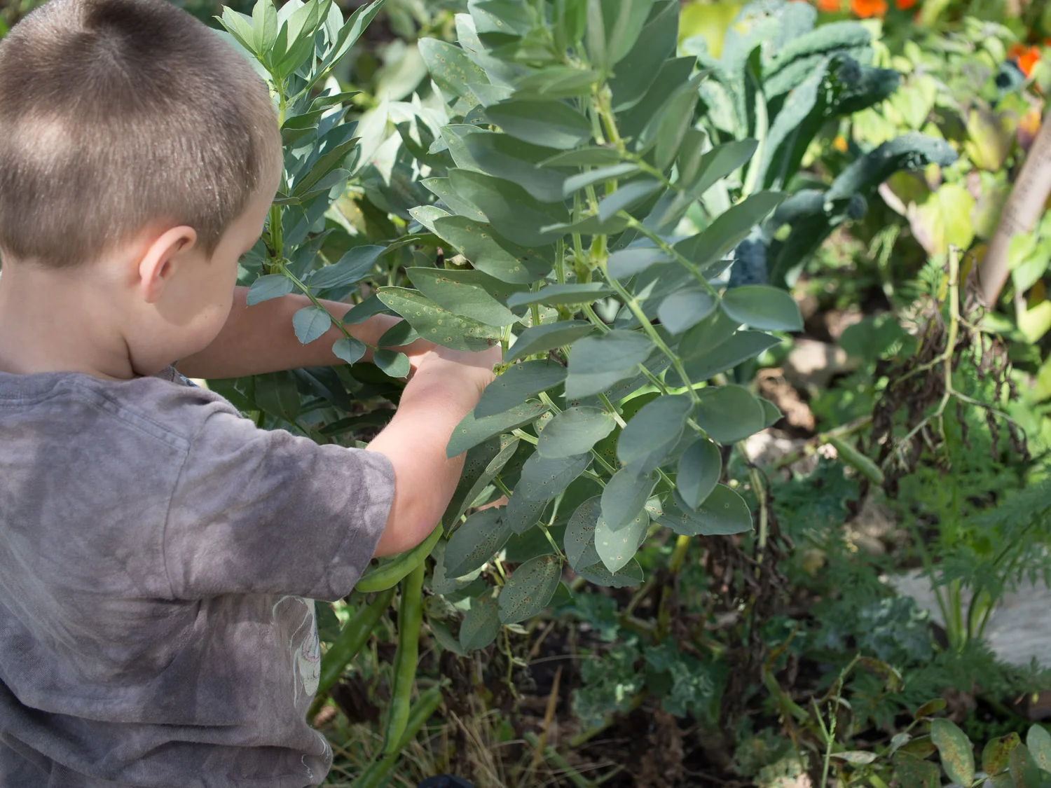 Give Plant + Plate to Teachers