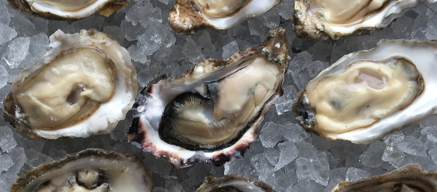oyster_array.jpg