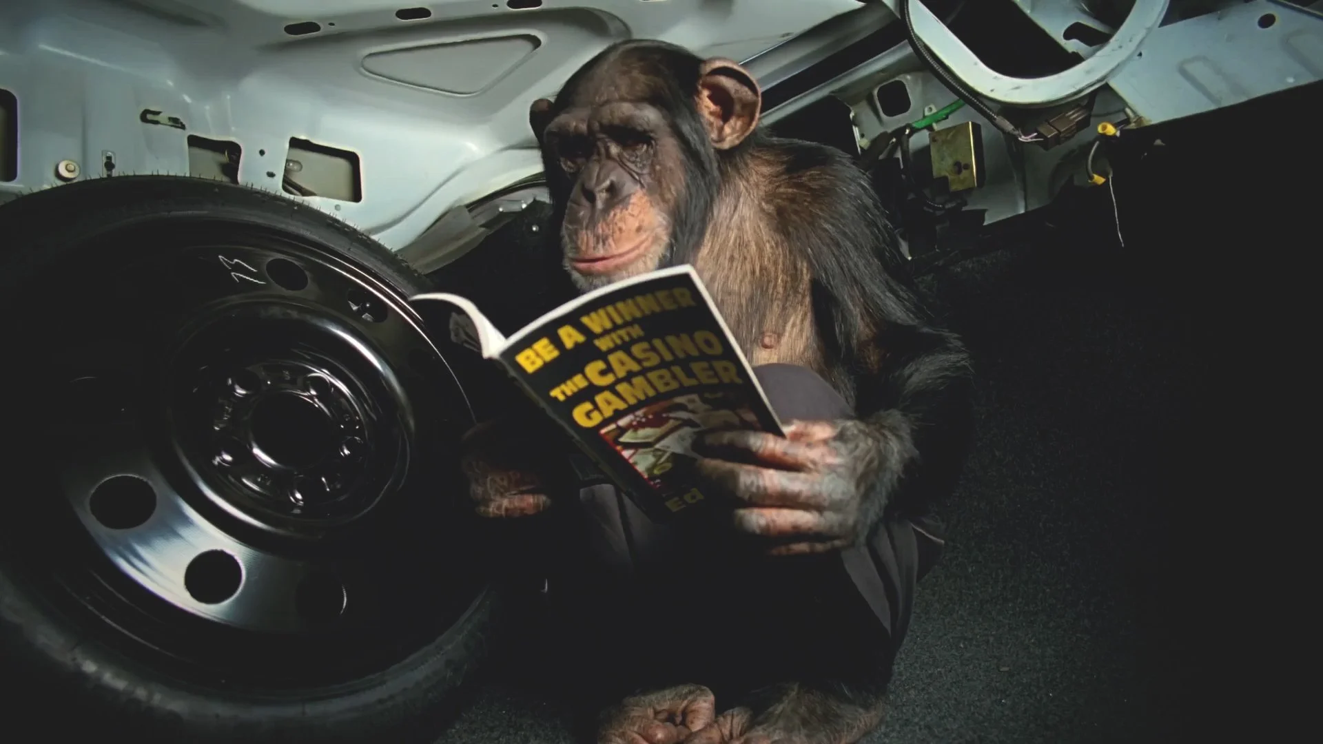 Trunk Monkey Bridge Redux