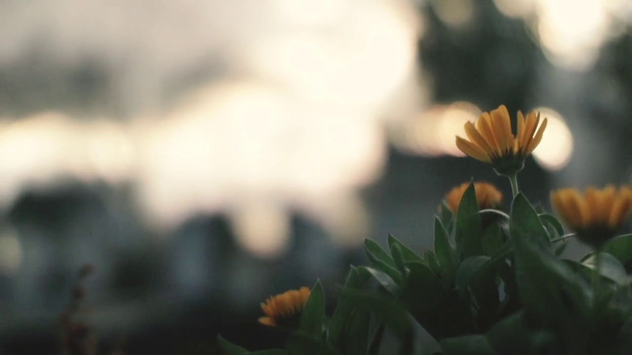 vlcsnap-2018-02-09-13h35m07s840.png