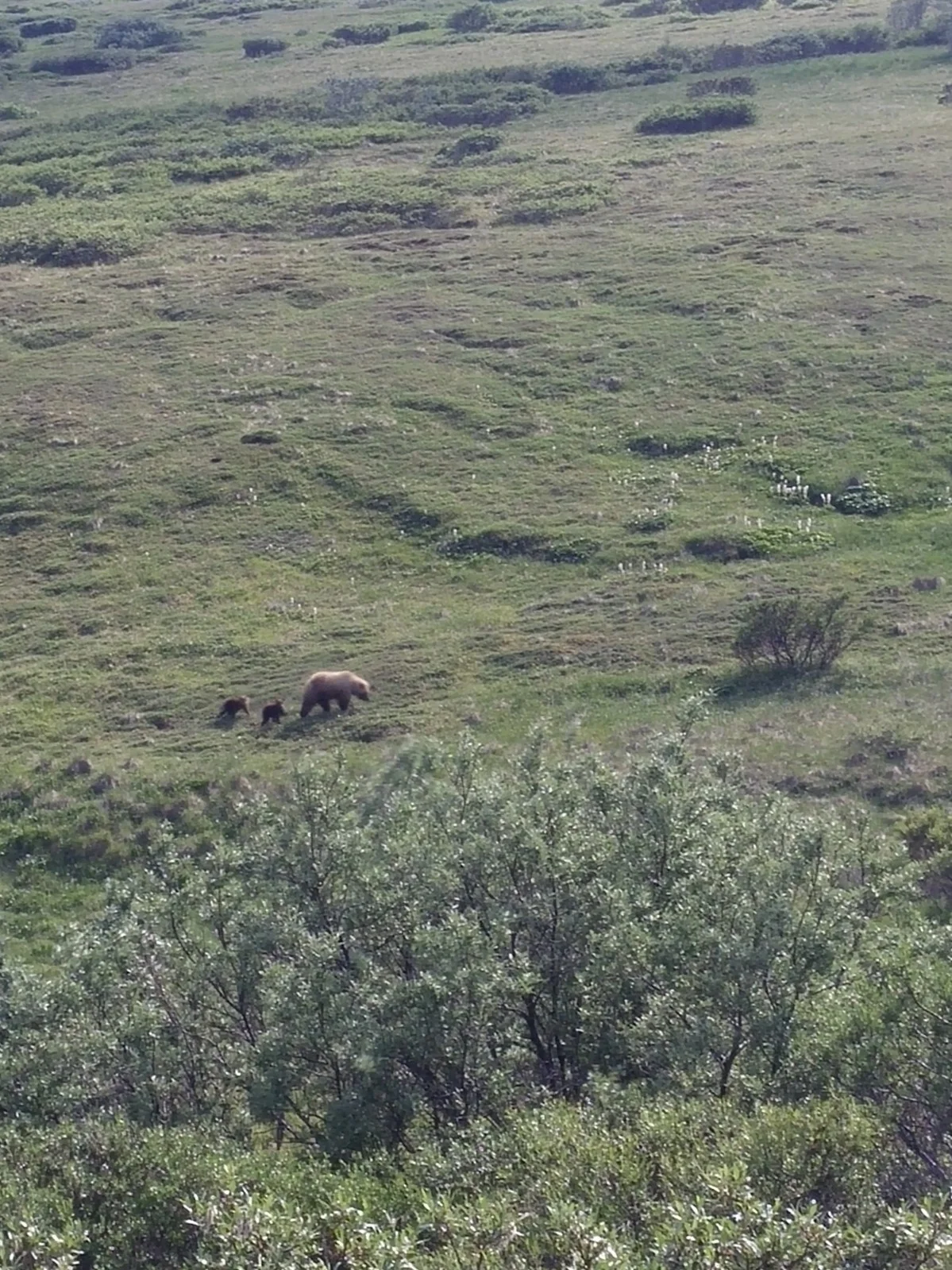  Grizzlies in Denali, Alaska. This is how far they’d gotten after which I didn’t really remember to take pictures. 