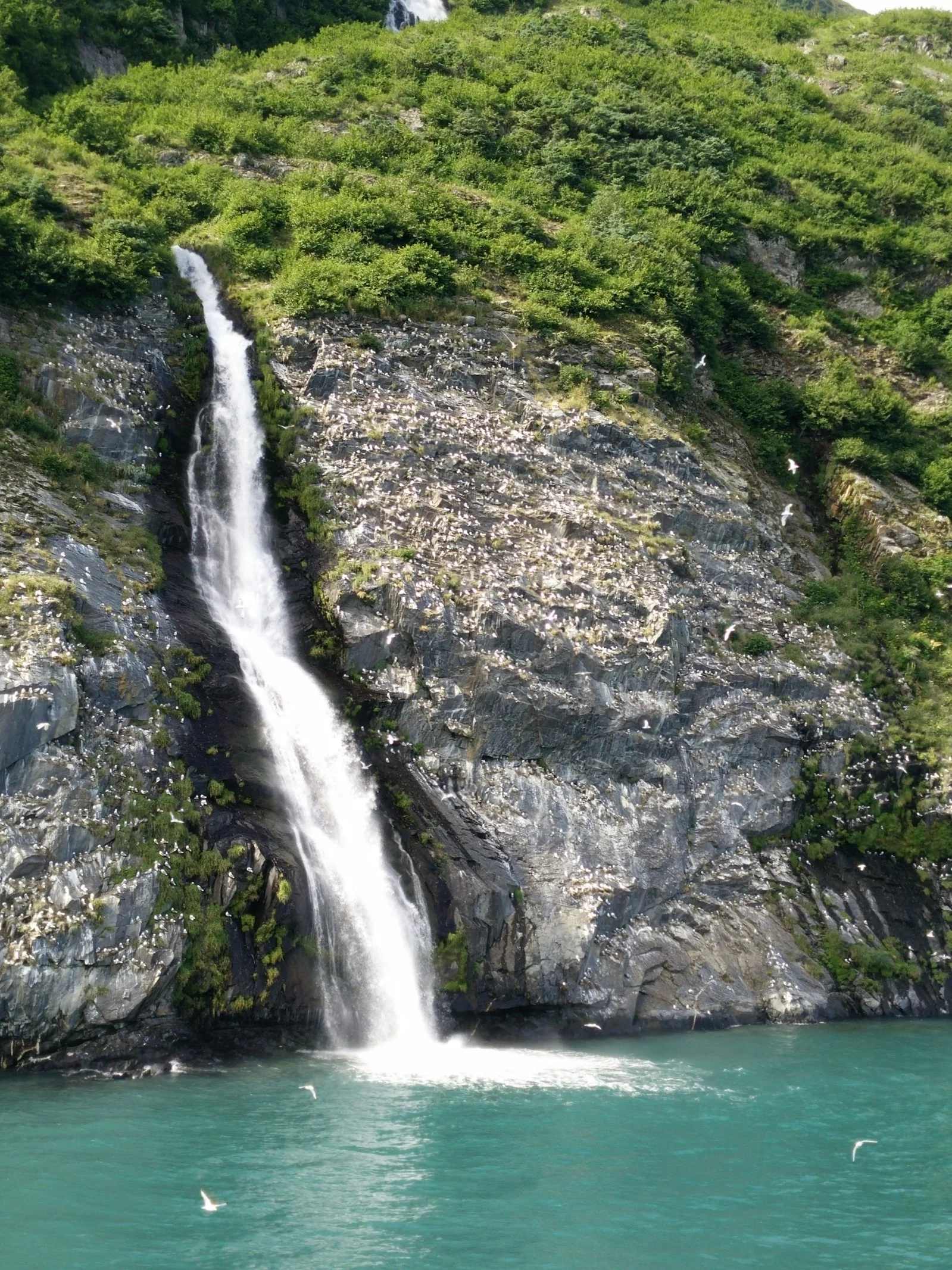  Each of those tiny white specks is a Kittiwake -- Prince William Sound, Alaska. 