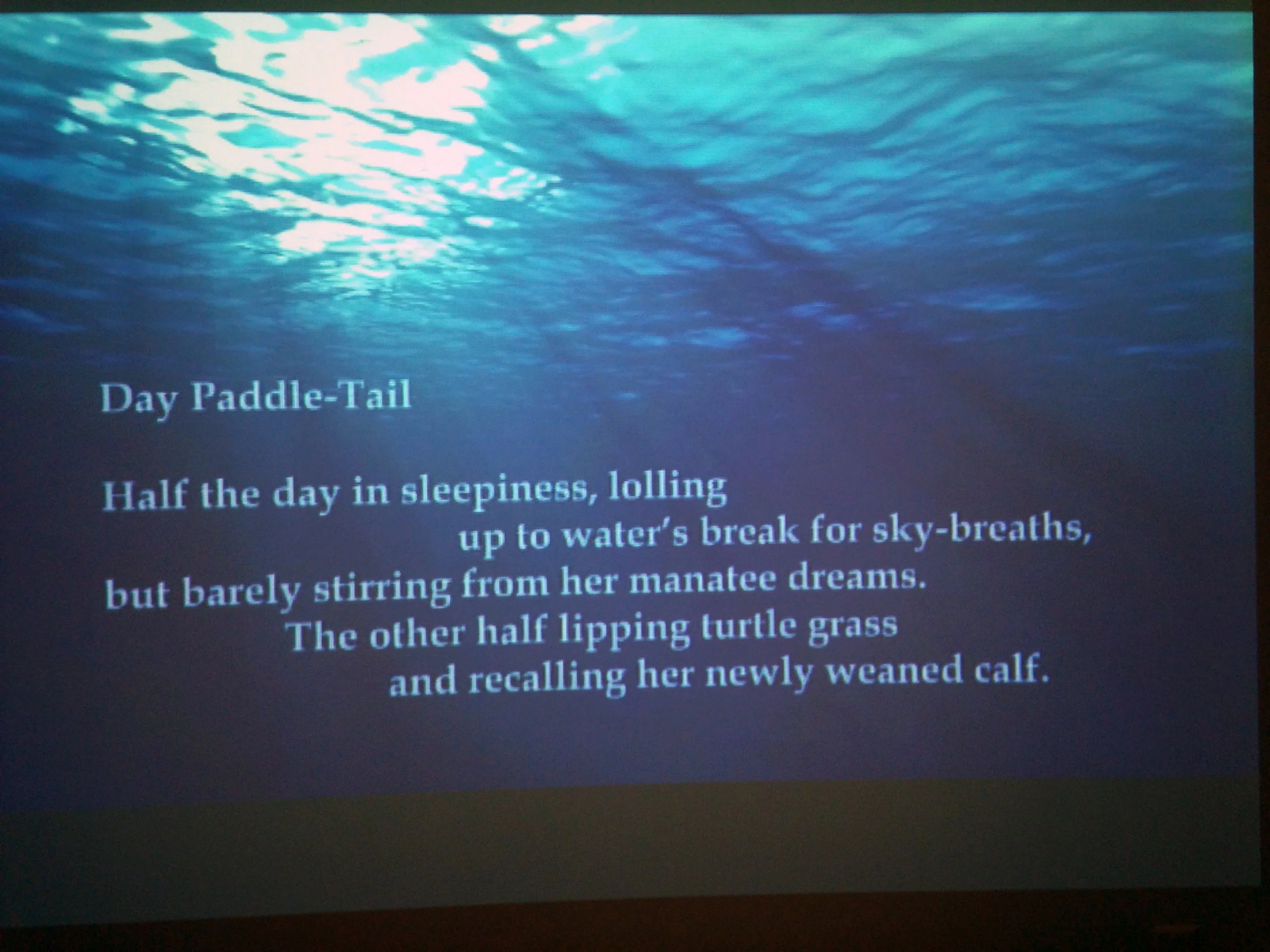Day Paddle -Tail