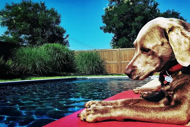 &ldquo;But why can&rsquo;t we go swimming now?&rdquo;