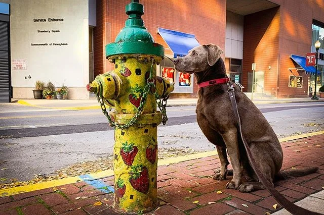 Scout took us on a tour of all her favorite spots around the Capitol. #dogsofinstagram