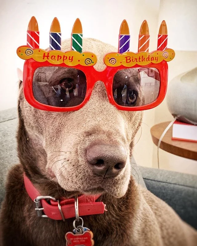 Scout wants you to know it&rsquo;s her second birthday.