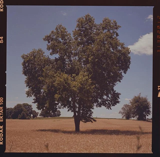 I took the backroads / shortcut near my house and it made me late.  #ektar100 #filmisnotdead #film #staybrokeshootfilm #kodakfilm #120 #hasselblad #hasselbladofficial #tree