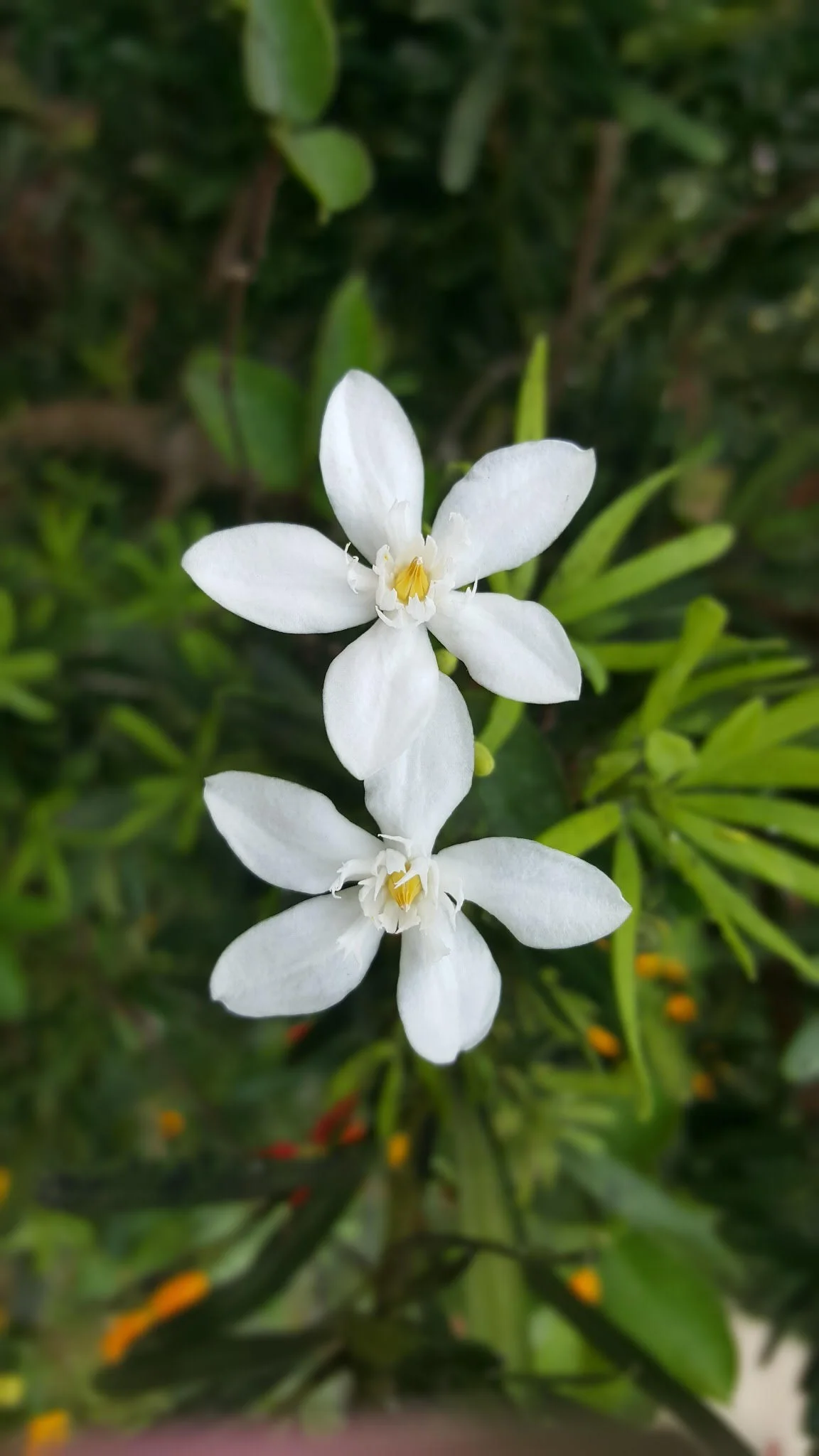 Sampaguita.jpg