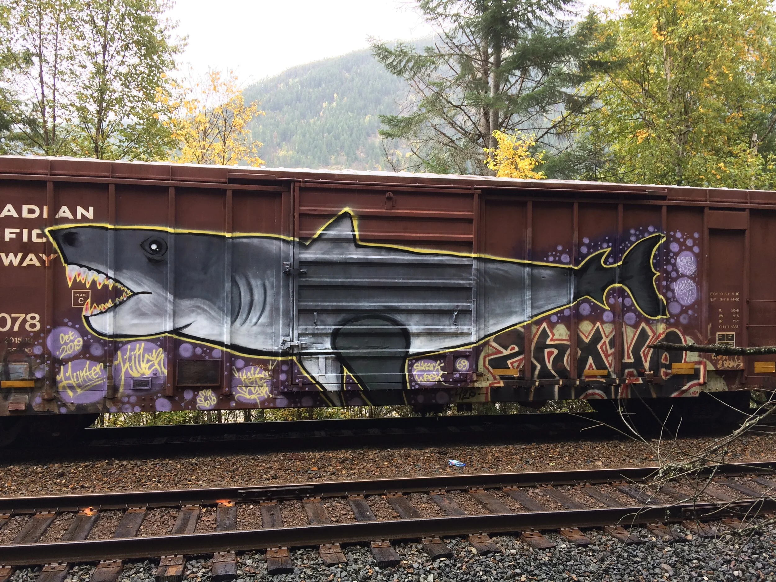 The Infamous Jaguar Shark 