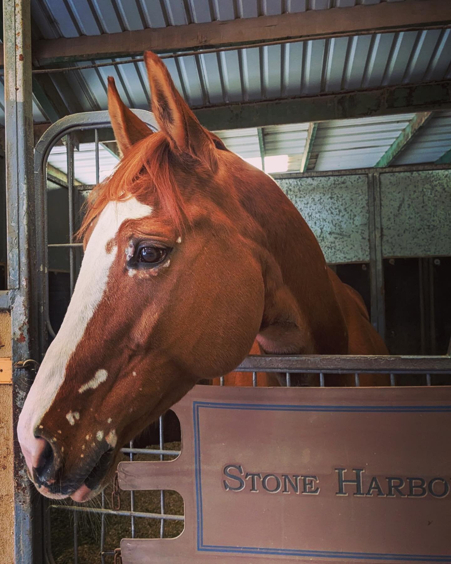 Welcome back gorgeous 🥰
One more mare in the team!

#stoneharborequestrian #maresforthewin #beautyandsassy