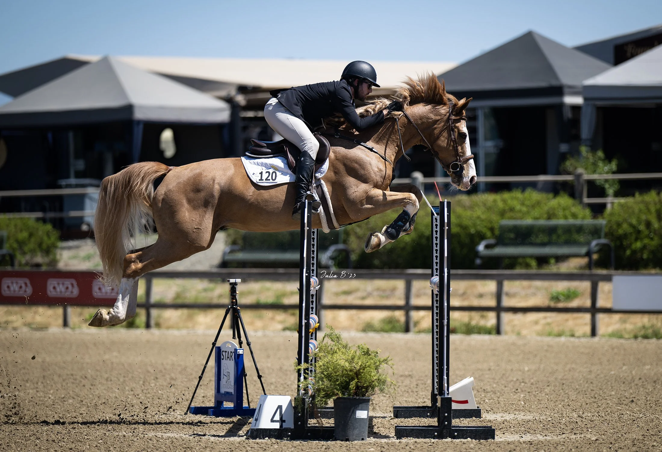 Trainer Horse Training Menlo Park CA — Stone