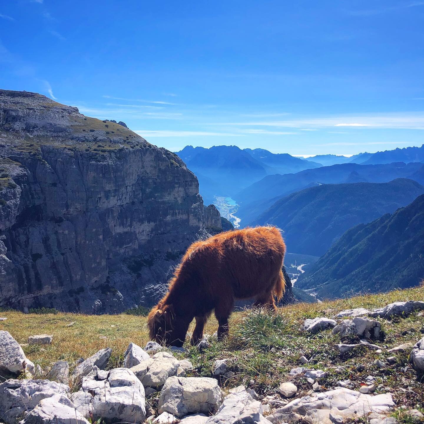 Oh, to be a cow precariously eating grass on a cliffside of the Dolomites! The ultimate dream!

// #dolomites #hikingadventures #hikersofinstagram #trecimedilavaredo #hikerlife #hikingtheglobe