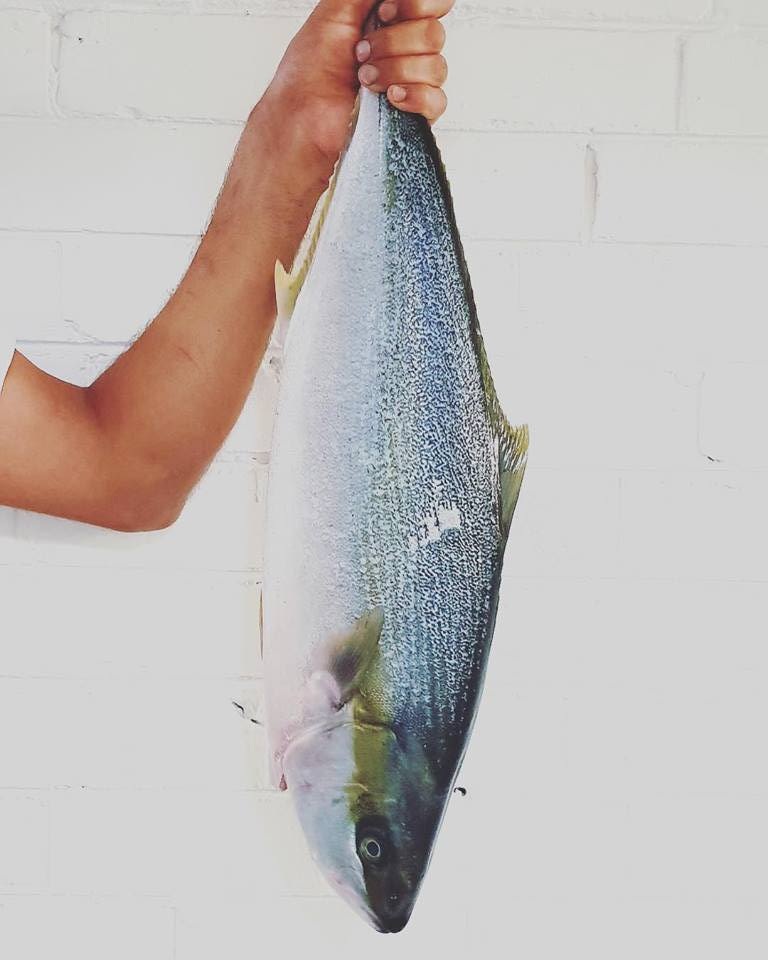 Hiramasa+kingfish.jpg