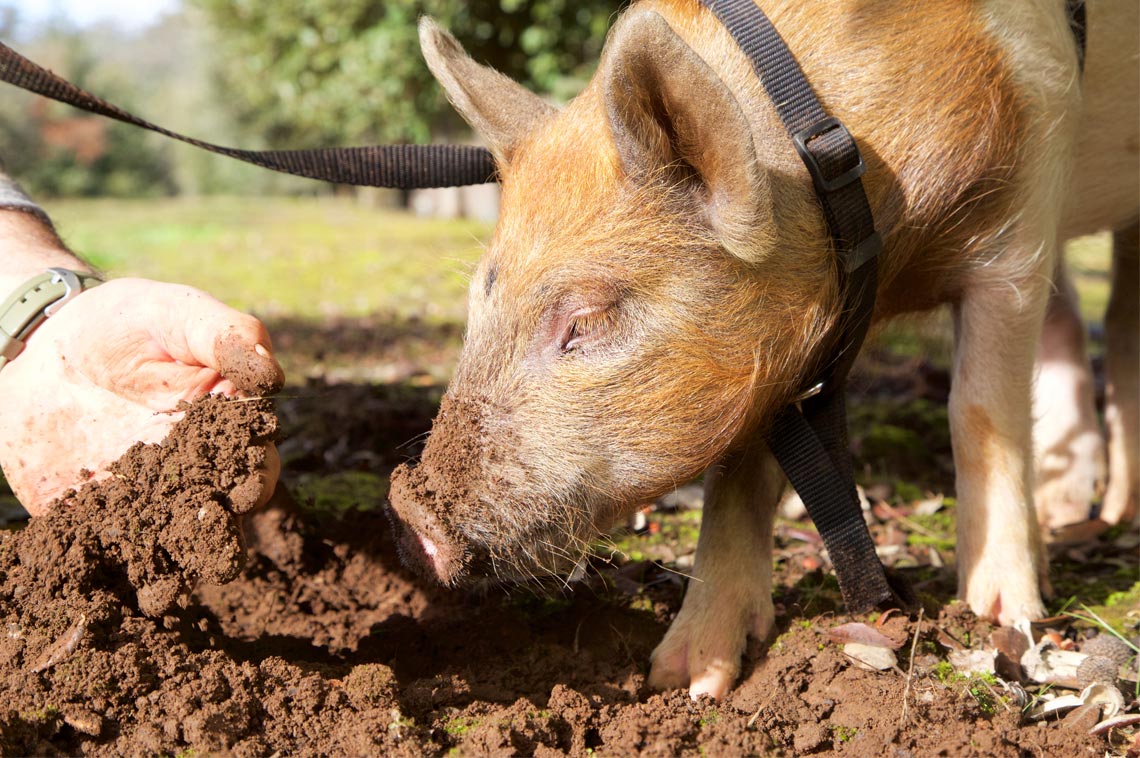 Stonebarn Truffle Farm pig.jpg