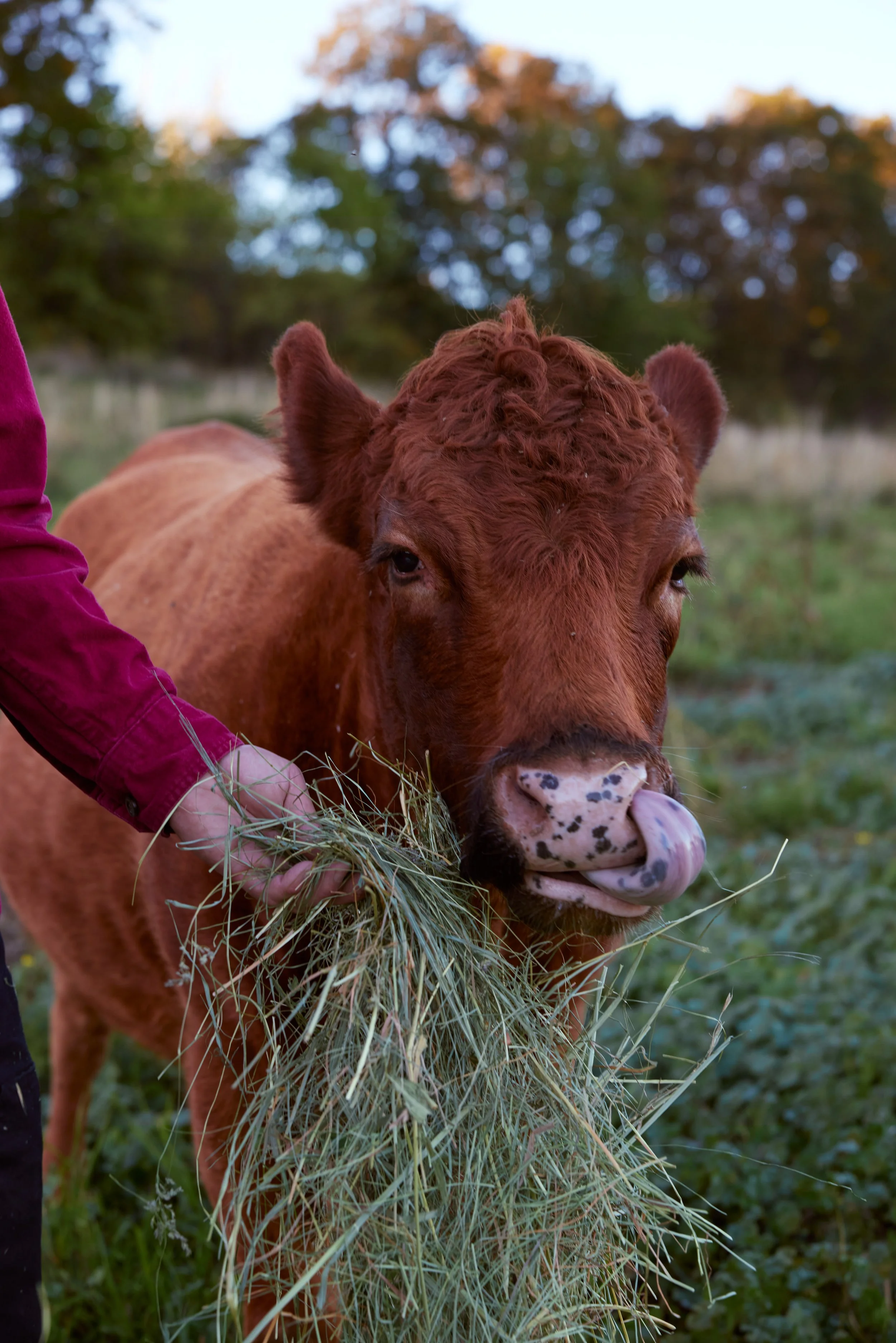 2023-10-18-hiyu-farms 26.JPG