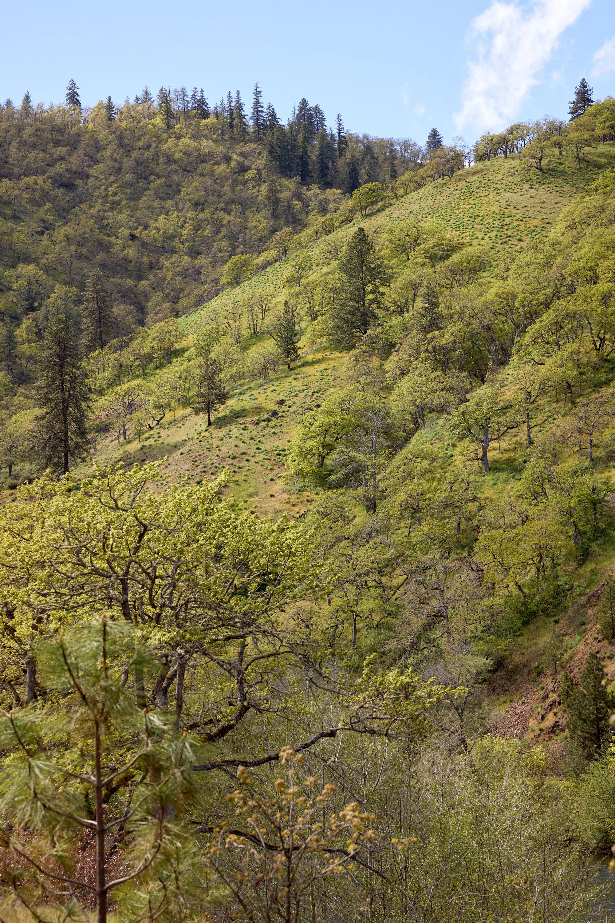 2026-04-11-hawkins-new-york-klickitat-canyon-cabin-lyle-wa-secondary-camera-00217.jpg