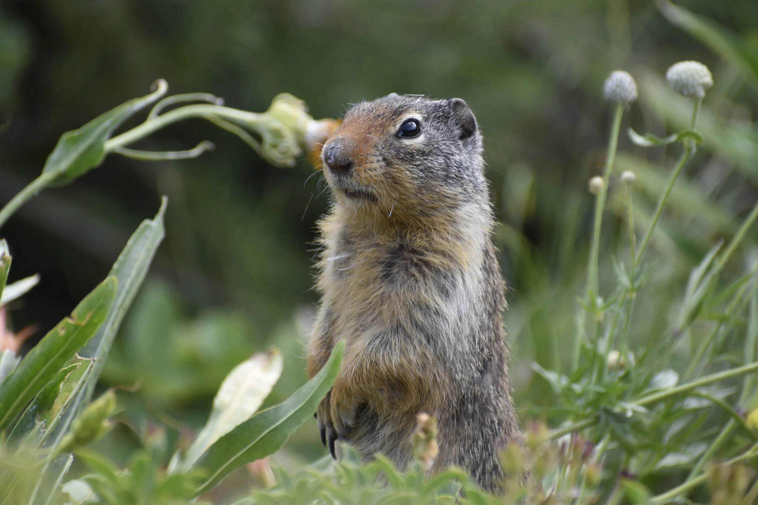 marmot2.jpg