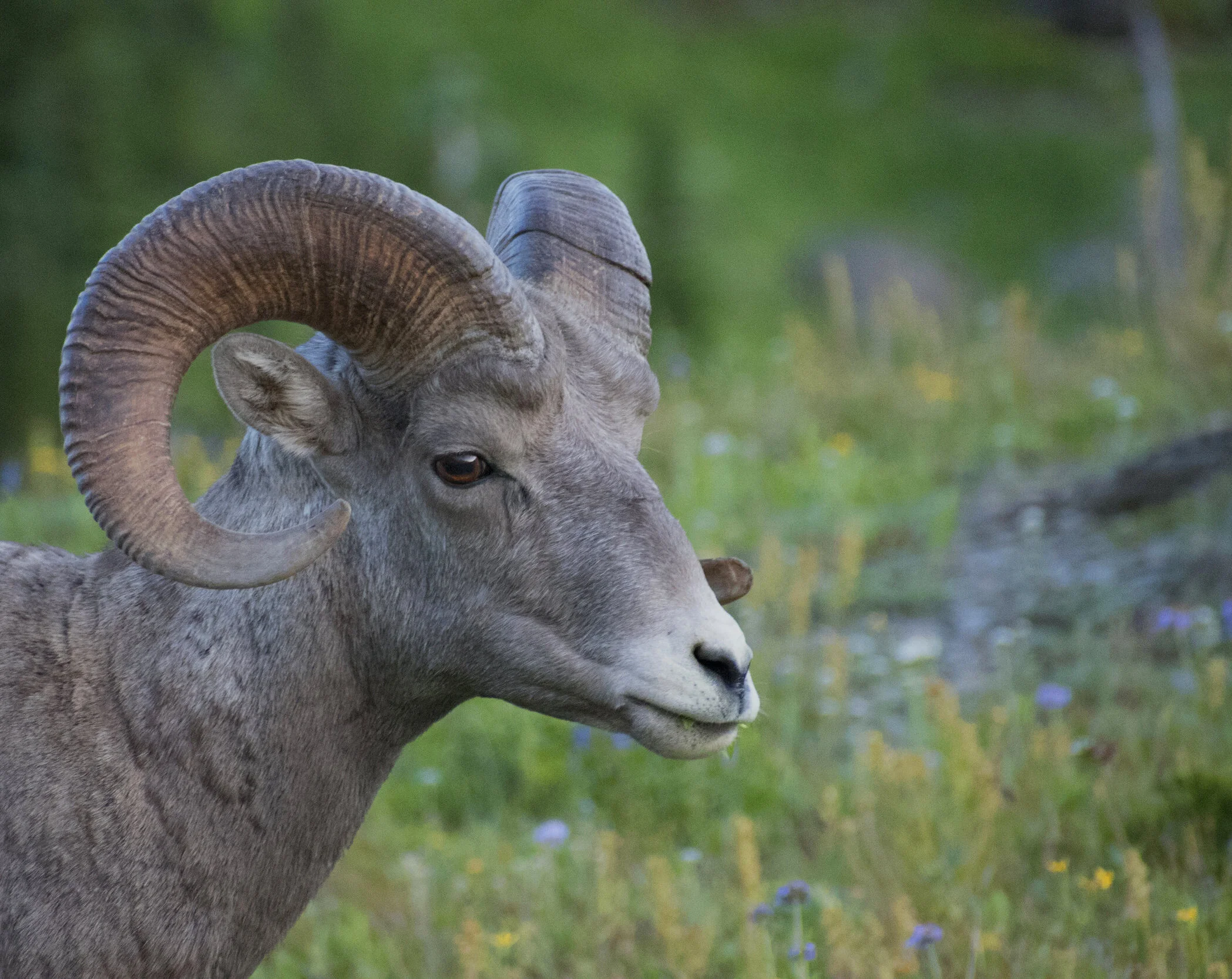 BigHornSheep copy.jpg