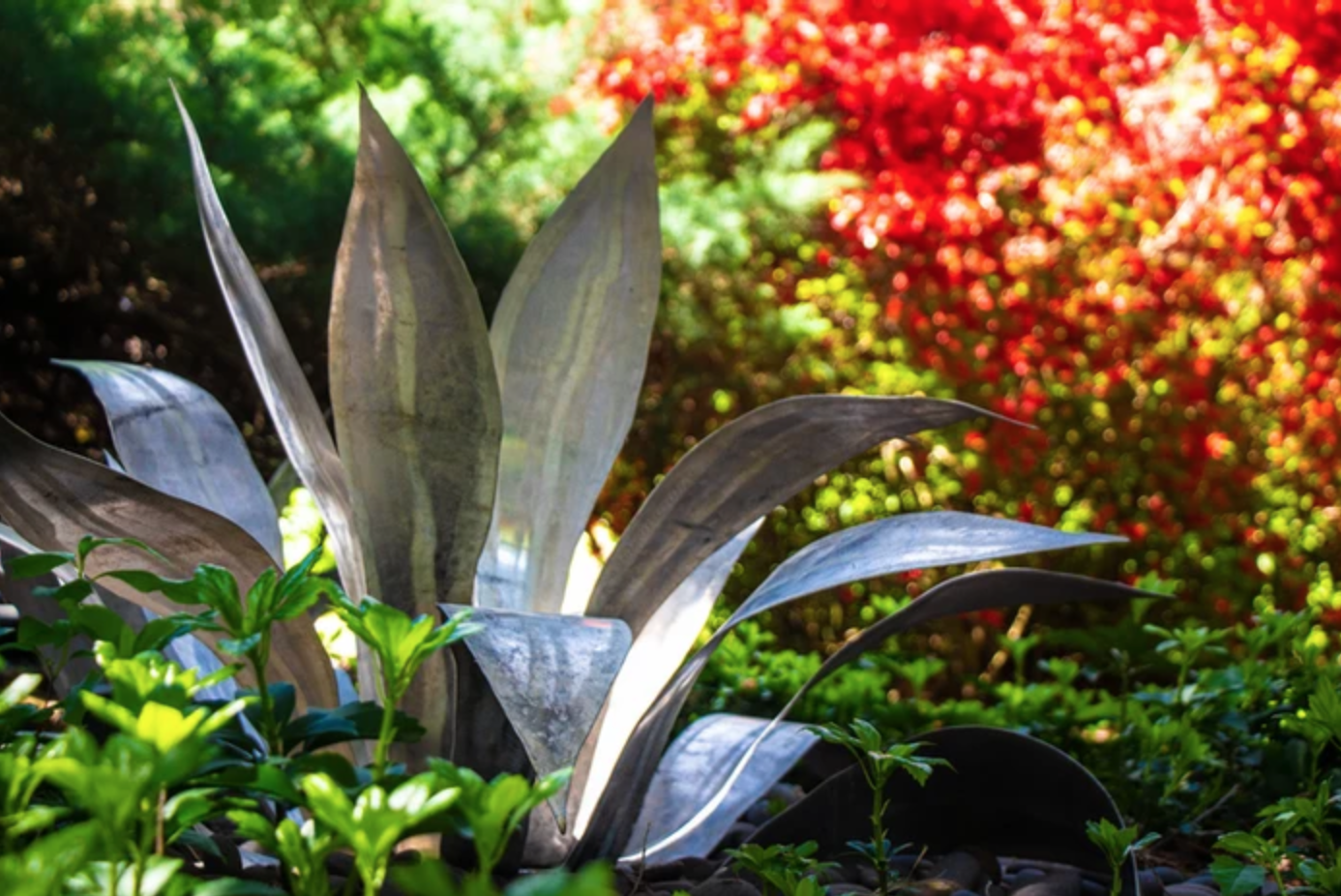 Close-up of a silver-gray plant with large, pointed leaves in a garden setting with green foliage and red flowers in the background.
