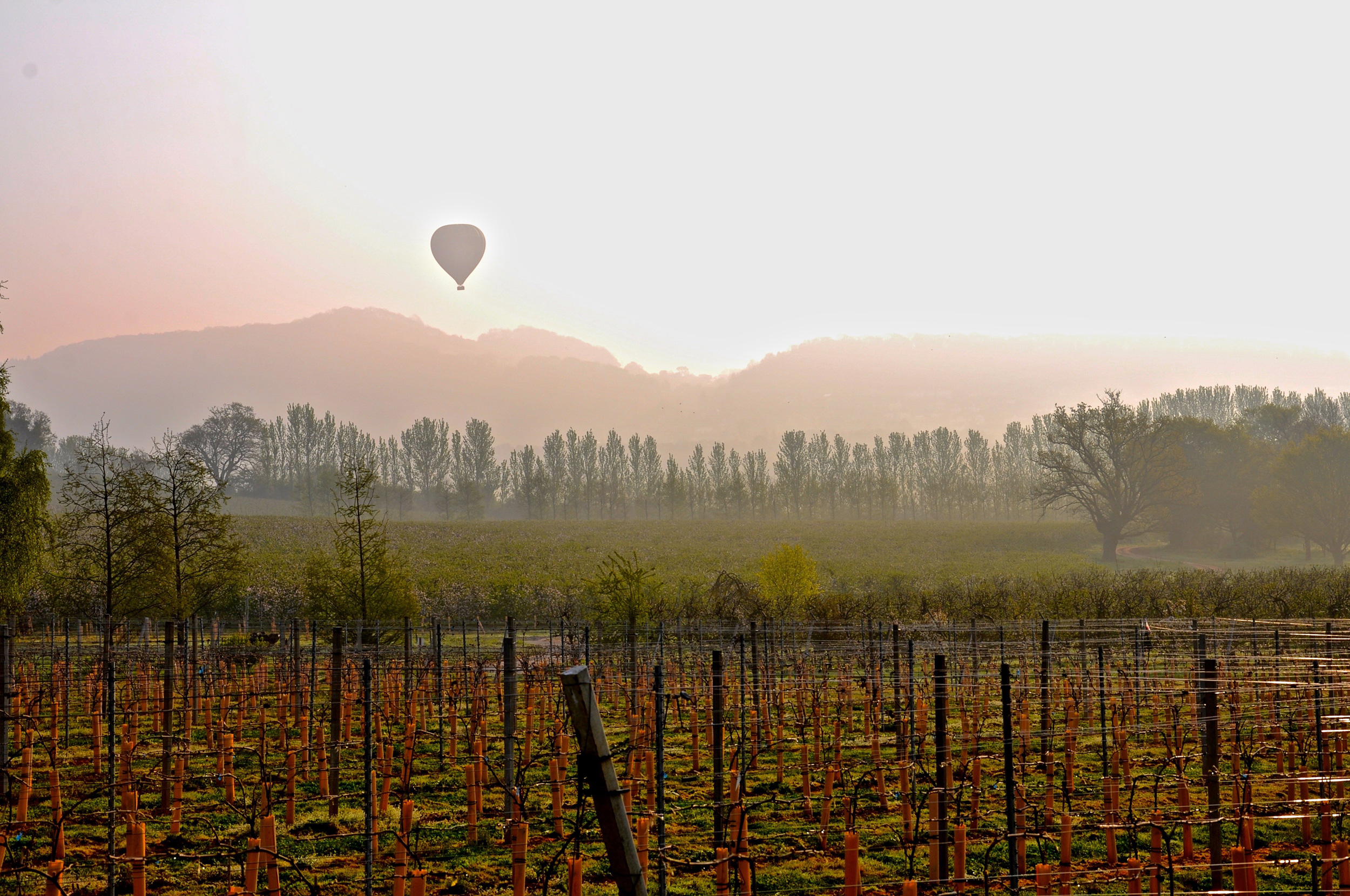 sixteen-ridges-redbank-vineyard.jpg