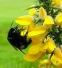 bee.jpg