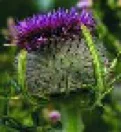 thistle.jpg