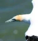 bird.jpg
