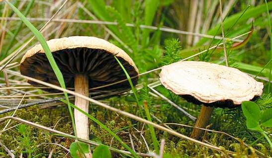 fungi2.jpg