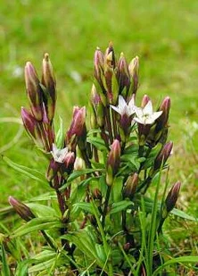 flower1.jpg