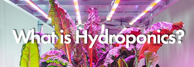What is hydroponics.jpg