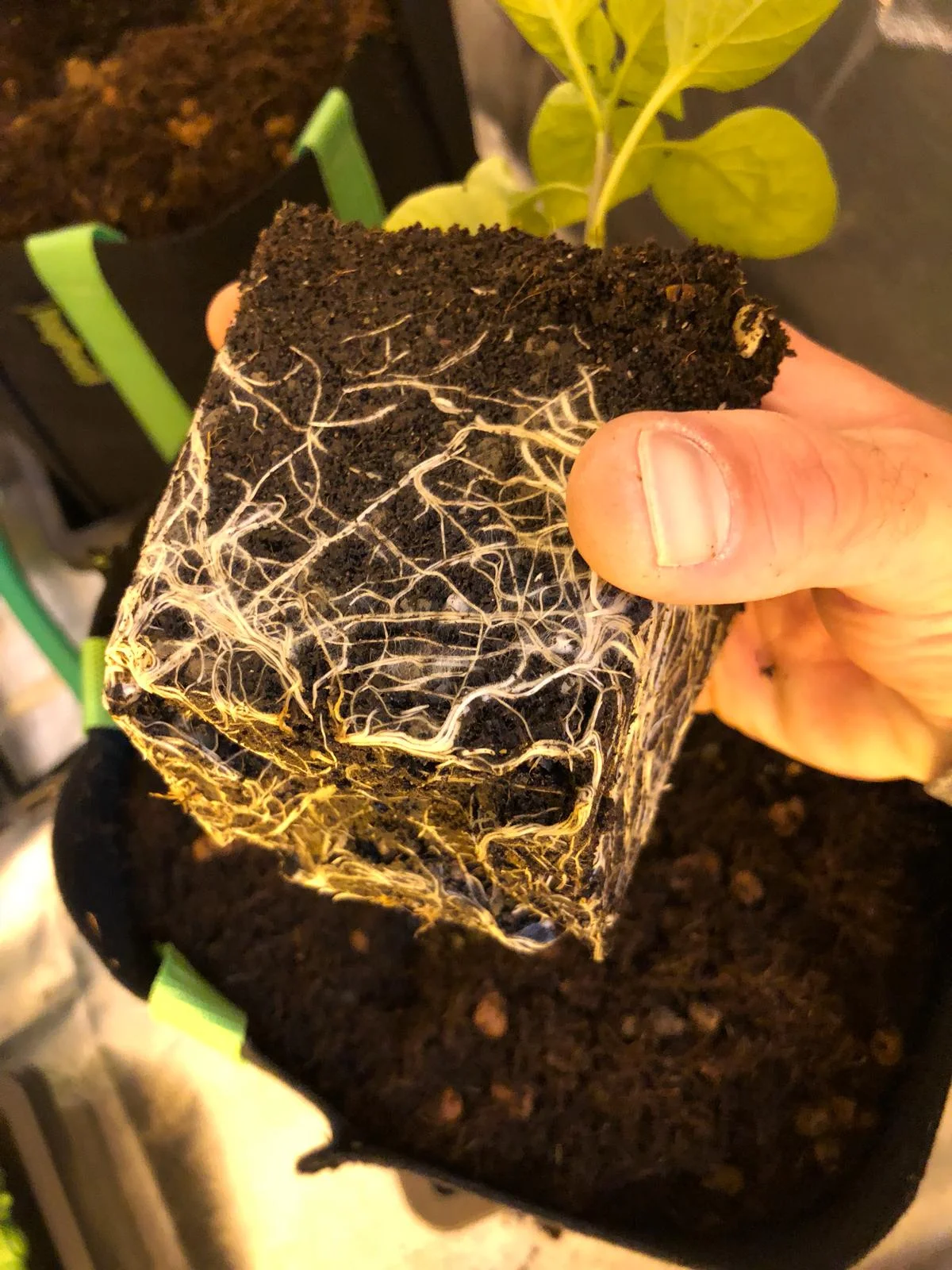 Sweet Pepper Plant