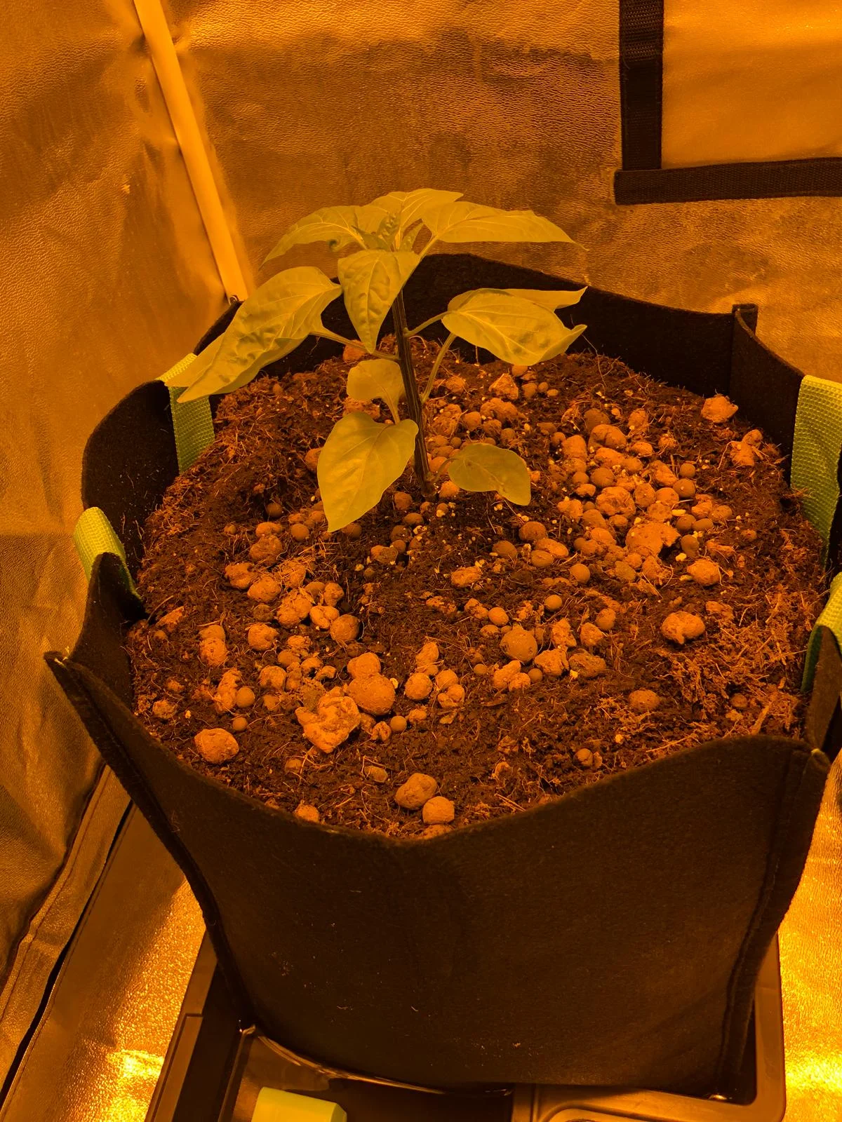 Sweet Pepper Plant