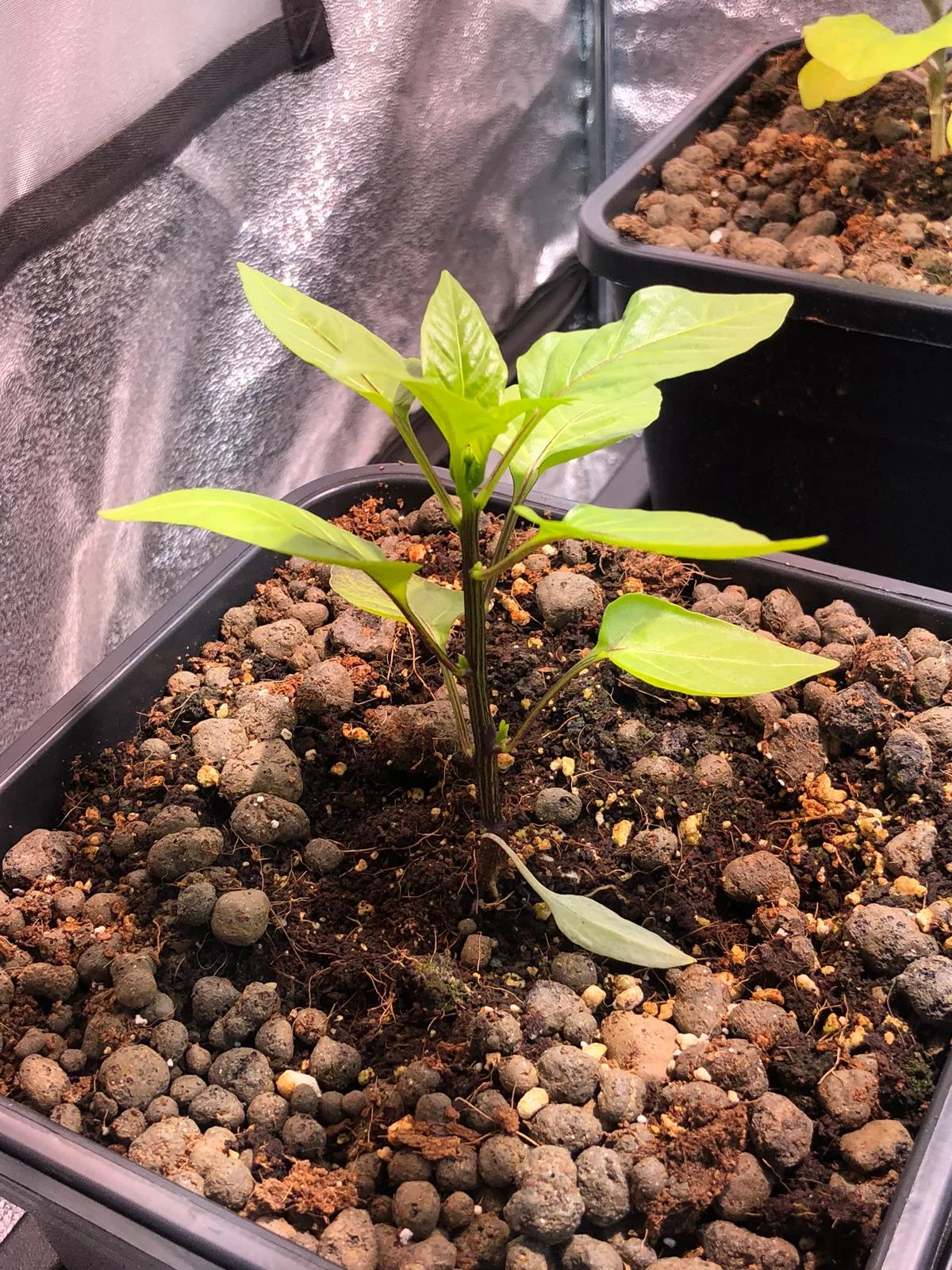 Sweet Pepper Plant