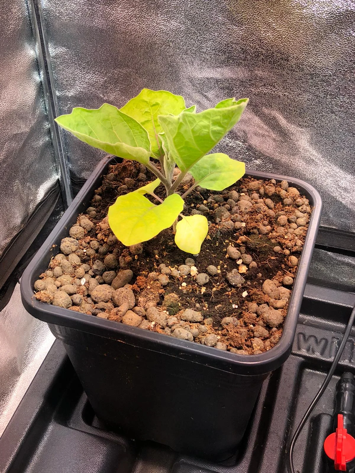 Aubergine Plant