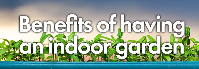 Benefits of indoor Garden.jpg