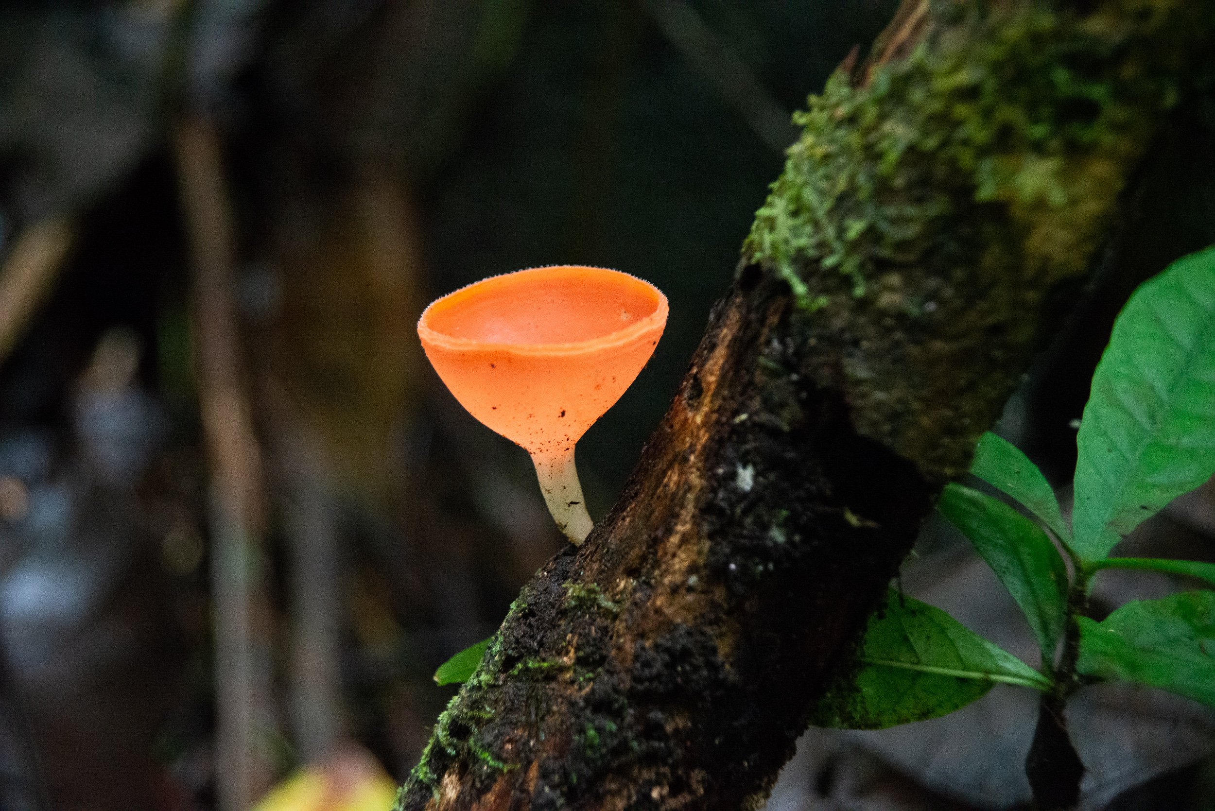 Costa Rica