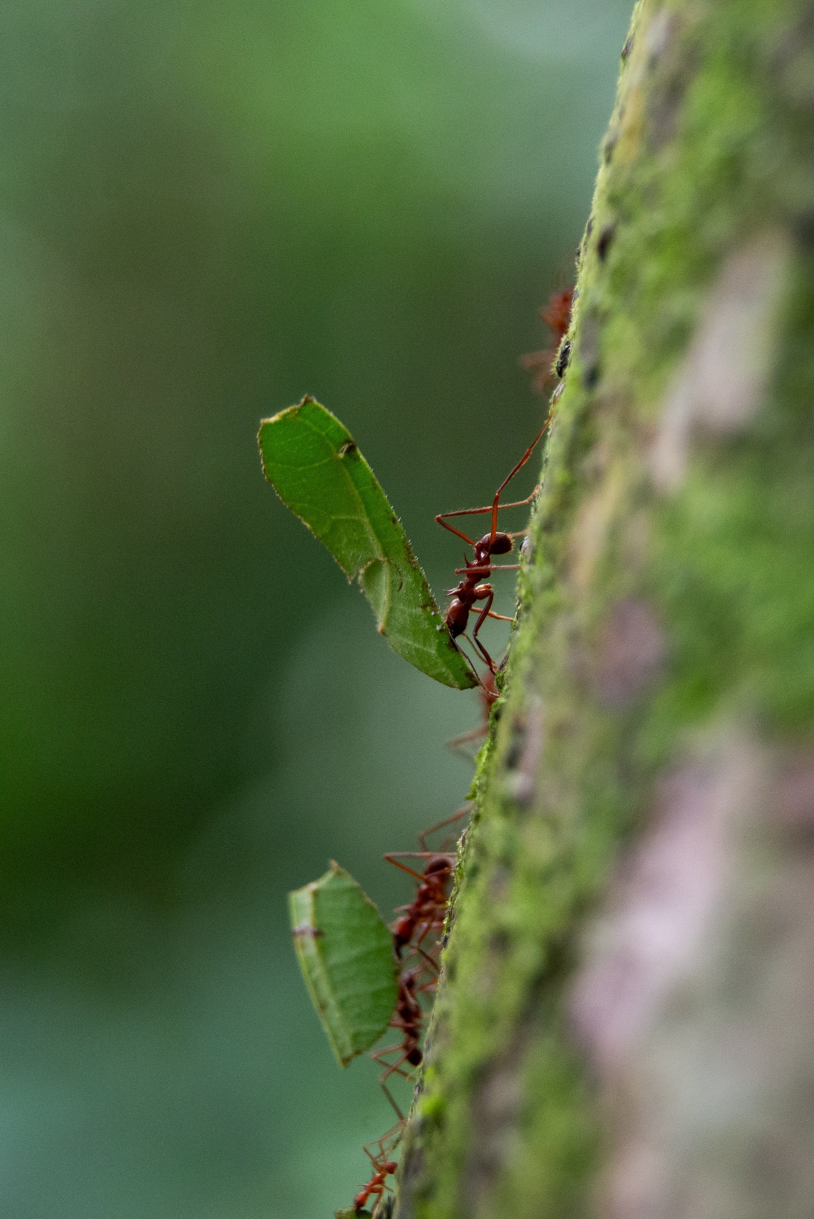 Costa Rica