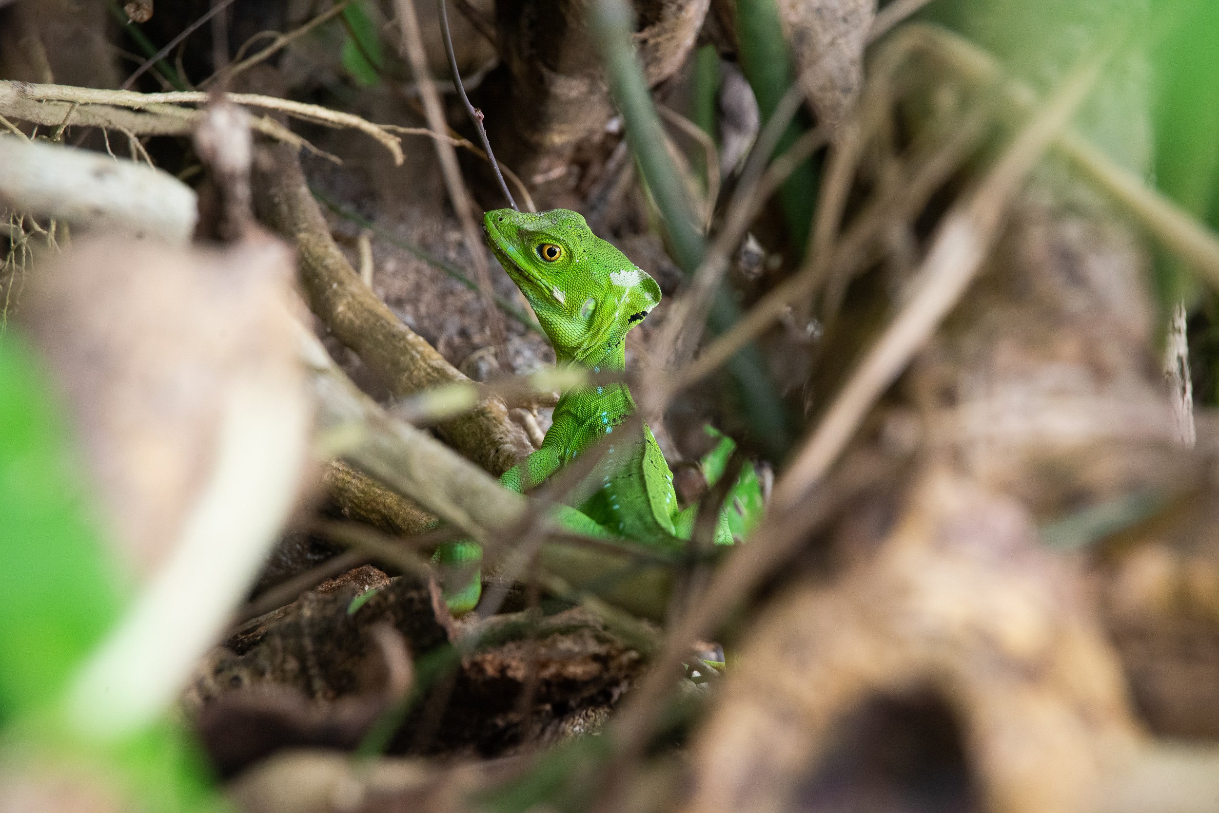 Costa Rica