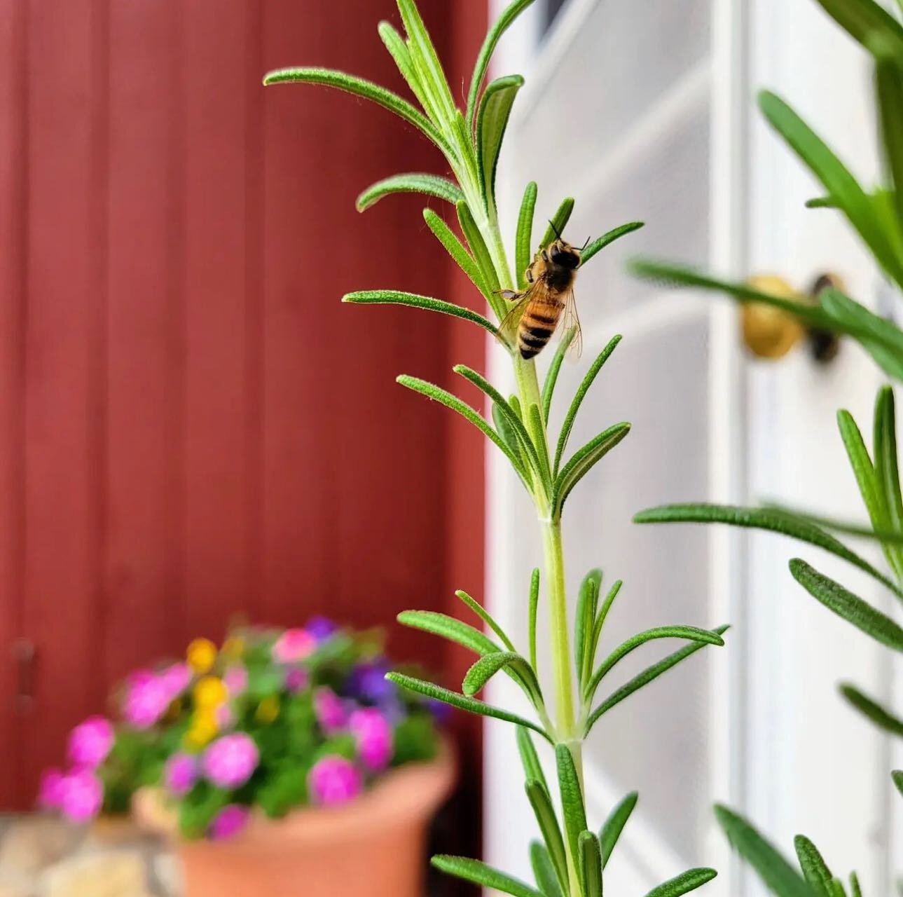 Bee-lieve in the Buzz! 🐝 &bull; 

Here at Boorn Brook Farm, we celebrate the bees today and every day with our buzzing apiary, where honeybees work their magic. 🌼🍯 Let's cherish these tiny superheroes that help our planet thrive. 🌍// 

📸 by @jul