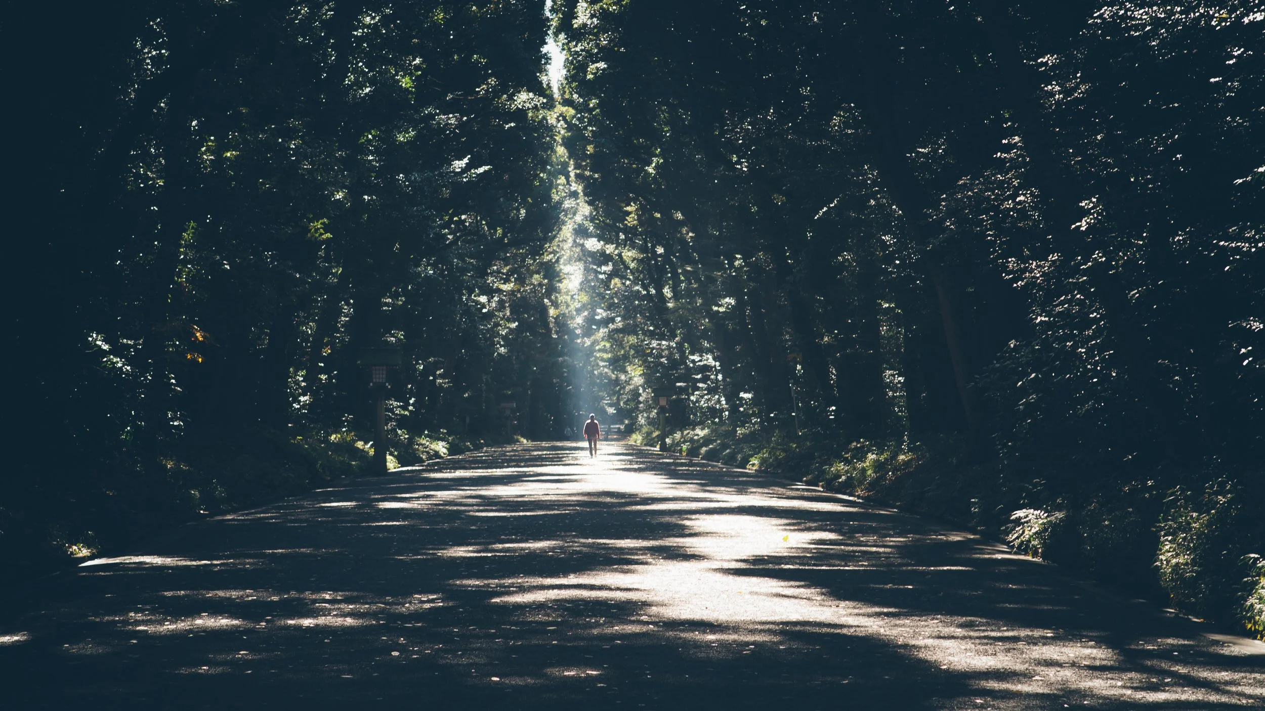 man in distance walking between trees with sunlight streaming through them