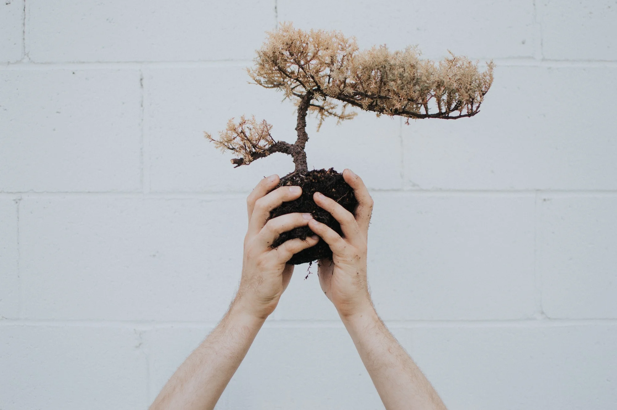 a man's hands holding the roots of a small bonsai tree