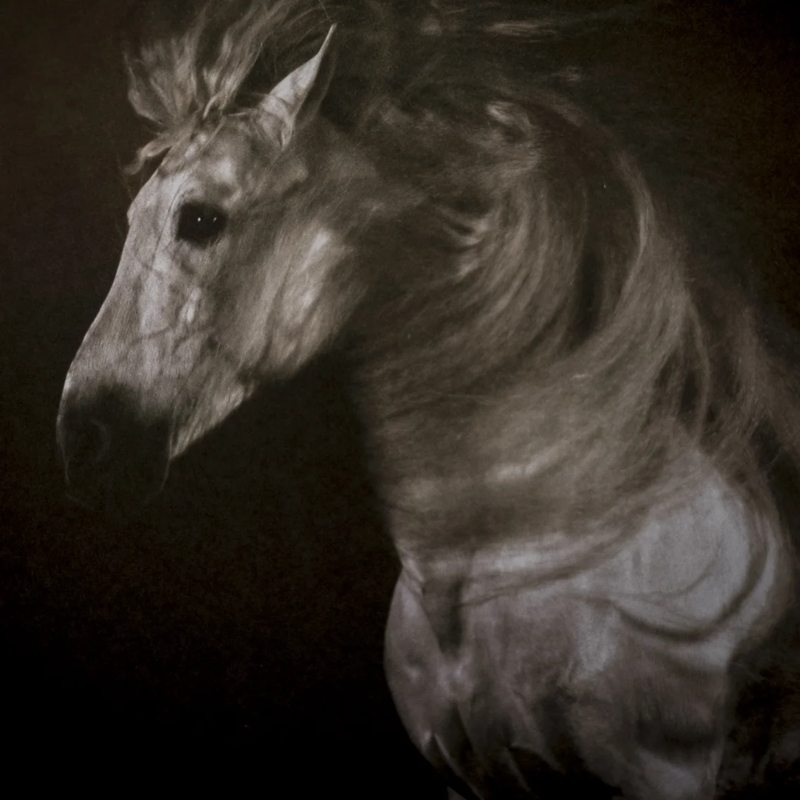 Yann Arthus-Bertrand, Chevaux/Horses. The lusitaner stallion Templado on the flyleaf of a book about horses that comes close to perfection, it is useless even to try making something better. The way in which Arthus-Bertrand is working in a kind of outdoor studio for horse photography is outstanding.