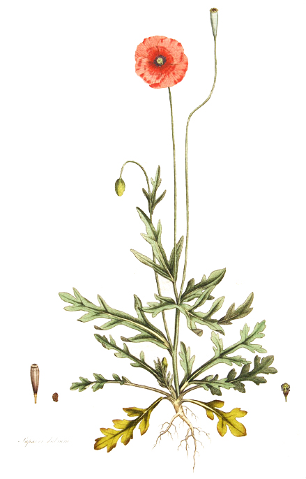 Wm Curtis's Flora Londinensis