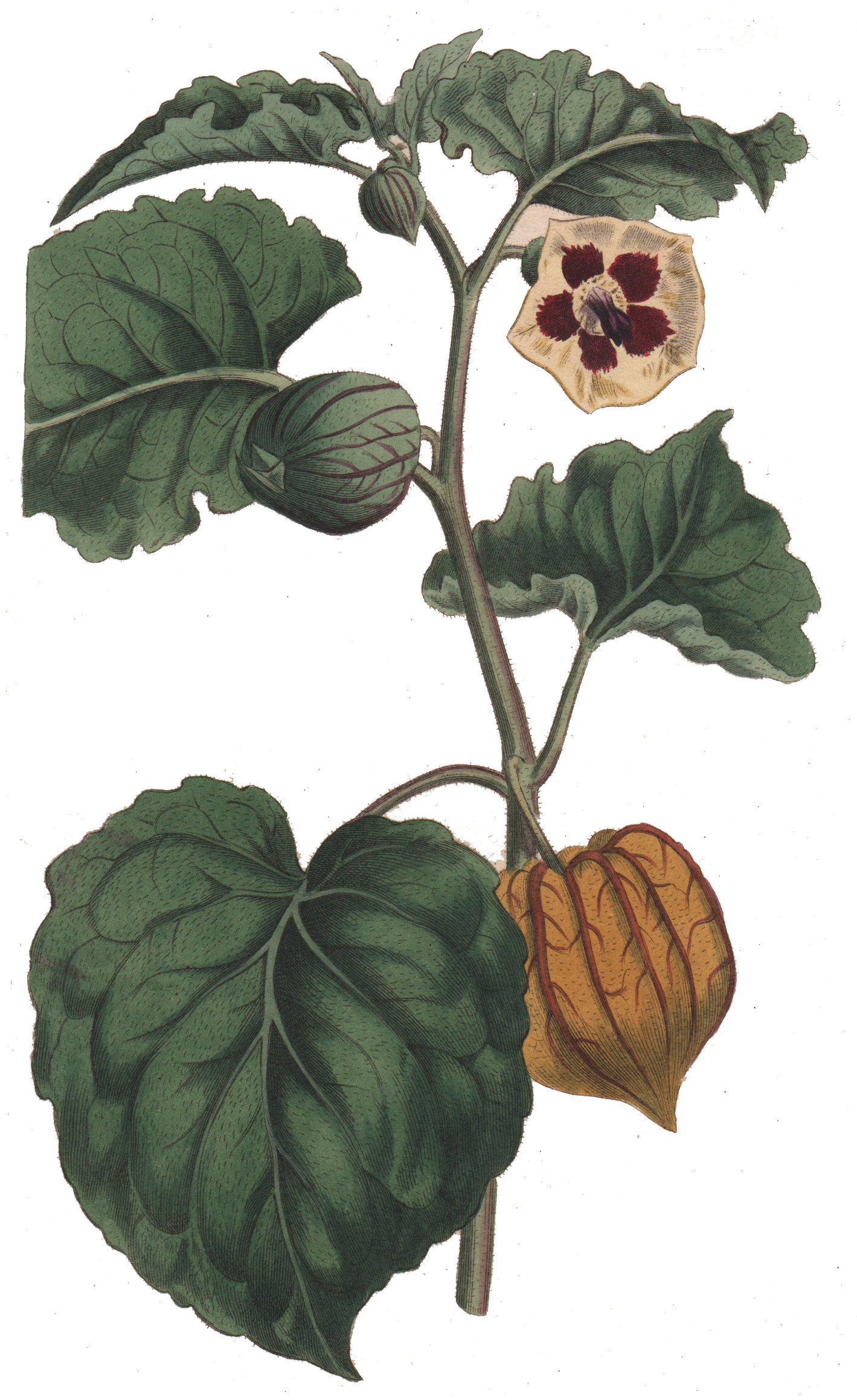 Wm Curtis's Botanical Magazine