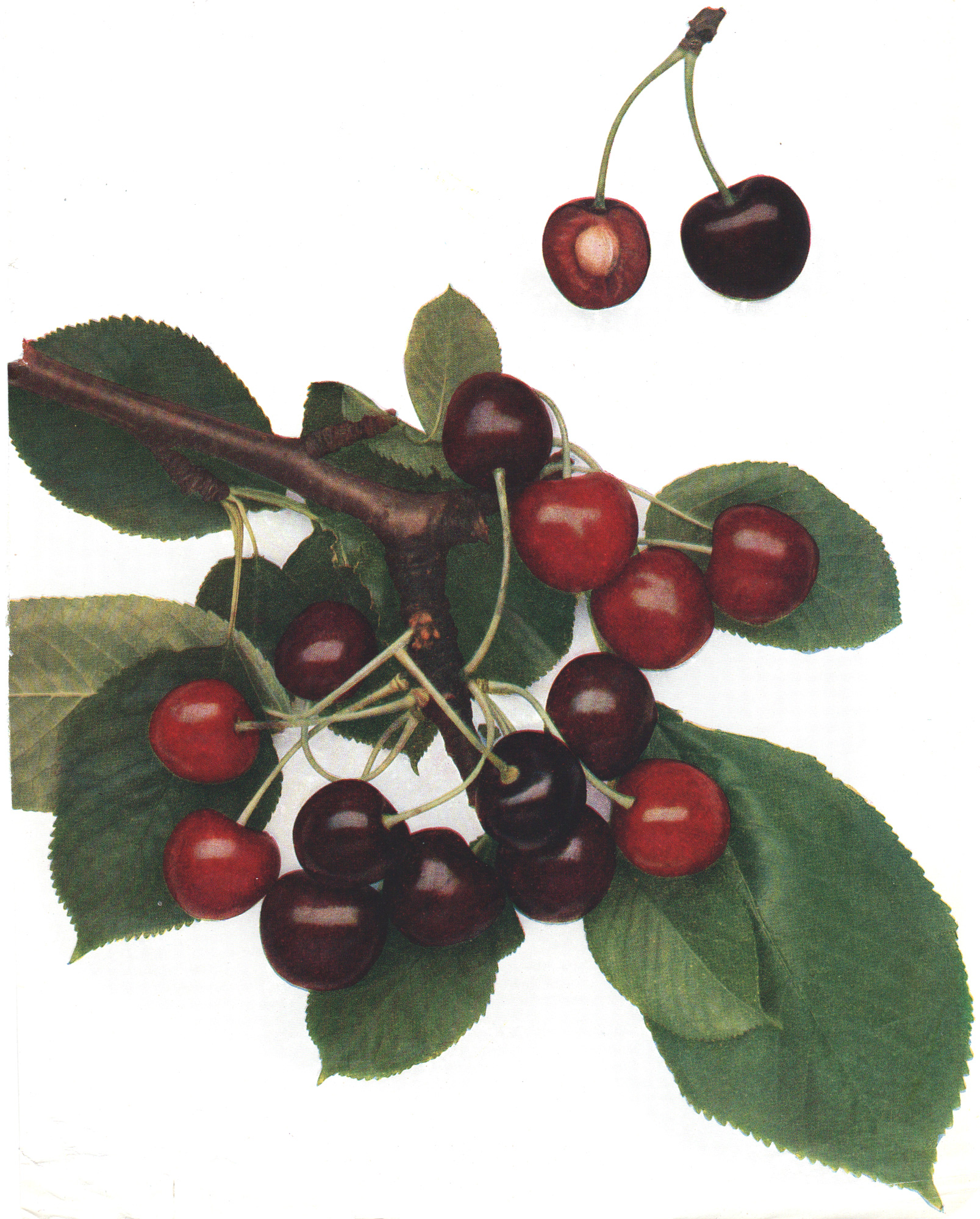 Grubb, Norman H. – The Cherries and Plums of England