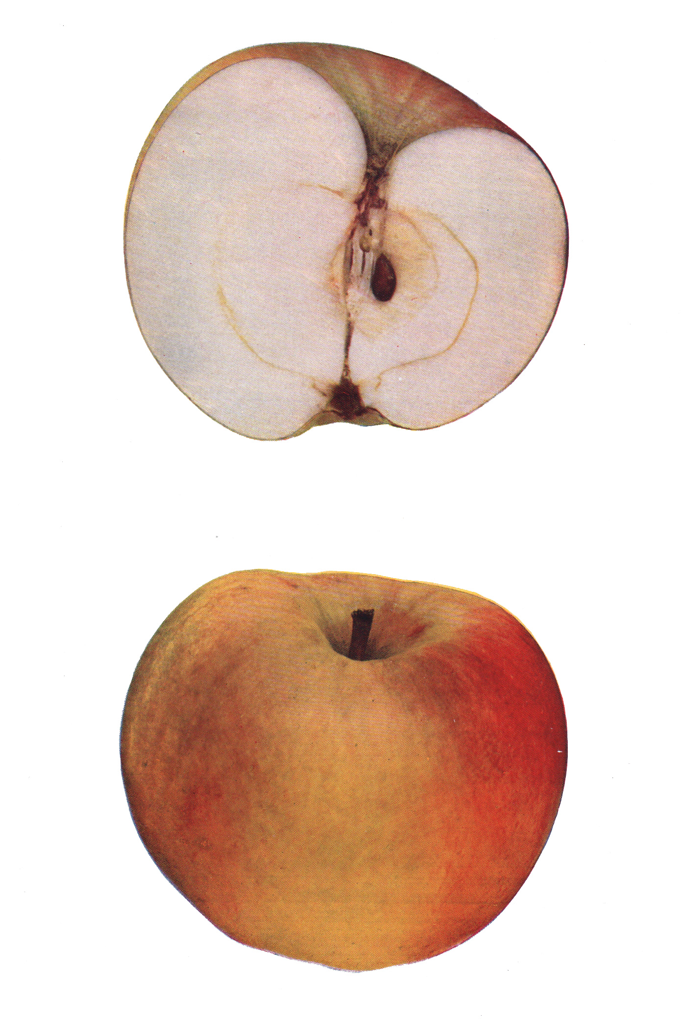 Hedrick, U.P. – Apples of New York